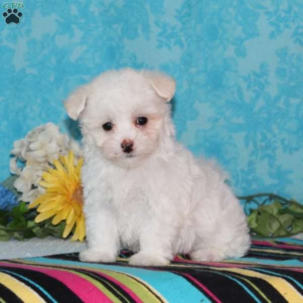 Flamingo, Maltipoo Puppy
